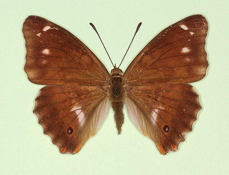 Apatura iris female (aberrant form lugenda) (Internet Image property of respective owner, non-commercial use only)